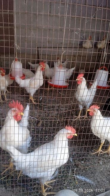 куры живые: Продаю | Петух | Леггорн | На забой — 3