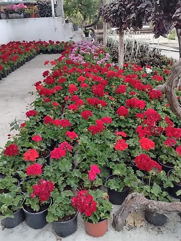 Saksıda sardunya (geranium) çiçəkləri - Növ: Pelargonium (sardunya) –