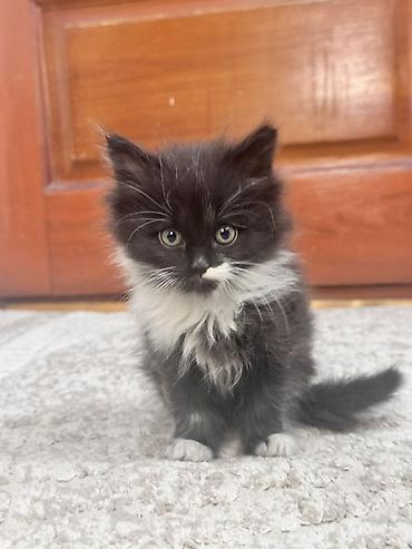 Продажа кошек: Плюшевые котята от мамы рэгдолл❤️ котятам 2-месяца, кушают все, ходят at lalafo.kg — 7 Продажа кошек: Плюшевые котята от мамы рэгдолл❤️ котятам 2-месяца, кушают все, ходят — 7