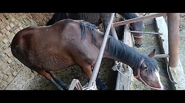 куплю лошать: Продаю | Кобыла (самка) | Для разведения — 1