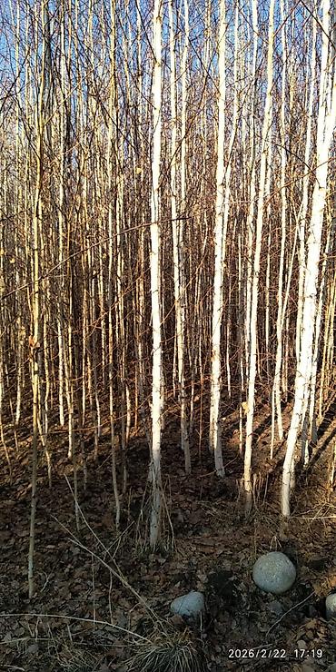 Декоративные деревья: Саженцы деревьев: Берёзы — 8