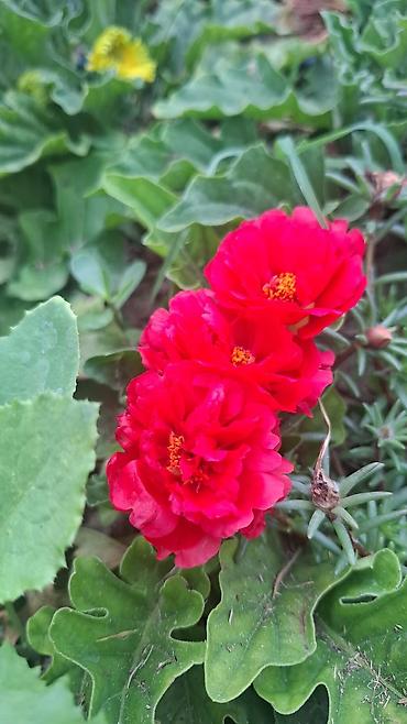 guzgu boydan: Məhsul: Bəzək kolları – Portulaka (güləbaxan) və Fuksiya - Portulaka — 1