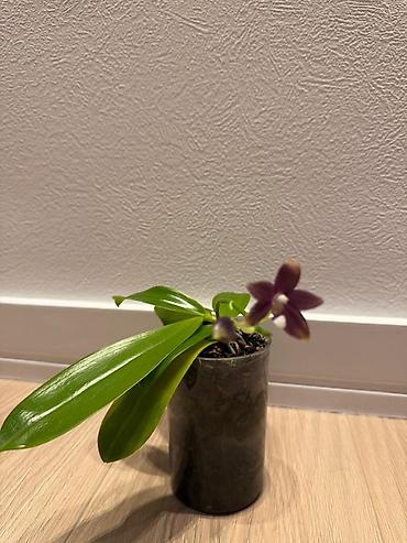 орхидея: Орхидея Speciosa Mauve (арома) Из домашней коллекции Орхидея в горшке — 1