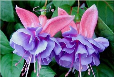 Другие комнатные растения: Продаю Детки!!! (укорененные черенки)сортовых,комнатных фуксий!Цена — 19