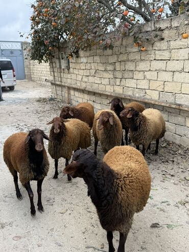 Qoyunlar, qoçlar: Erkək, Qala, il: 1, 65 kq, Damazlıq, Ünvandan götürmə — 2