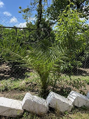 paulownia agaci: Dekorativ xurma ağacı fidanları - Növ: dekorativ xurma (landşaft — 3