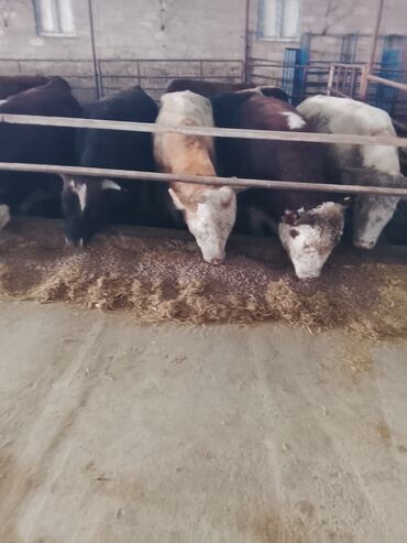 Dana, buzov: Hereford tipli ətlik danalar – fermadan - Şəkildəki bağlamalı fermada — 9