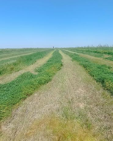 Продажа участков: 1000 соток, Для сельского хозяйства — 4