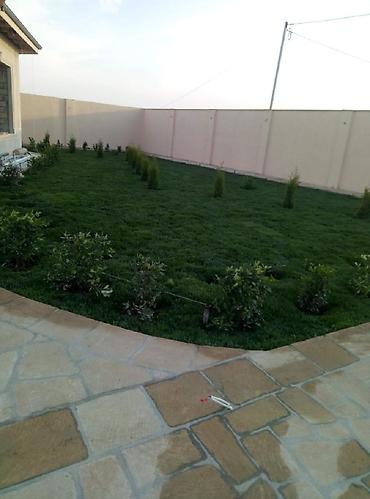 Toxumlar: Super qazon enli yarpaq sıx və alaqsız hörmetli ve deyerli — 8