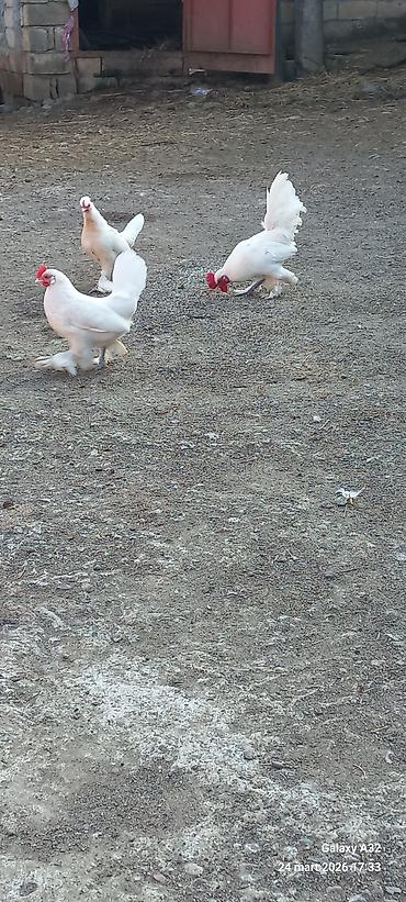 Toyuqlar: Toyuq, Damazlıq — 12