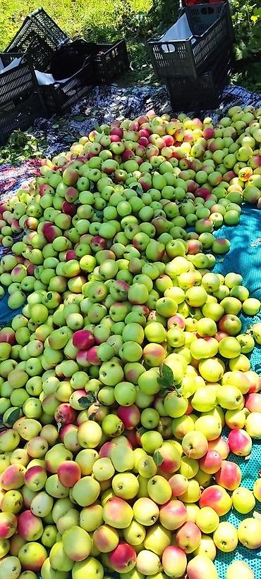 Продажа участков: 330 соток, Для сельского хозяйства, Договор дарения — 17