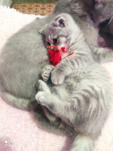 Pişiklər: Şotland, Erkək, Ünvandan götürmə — 5