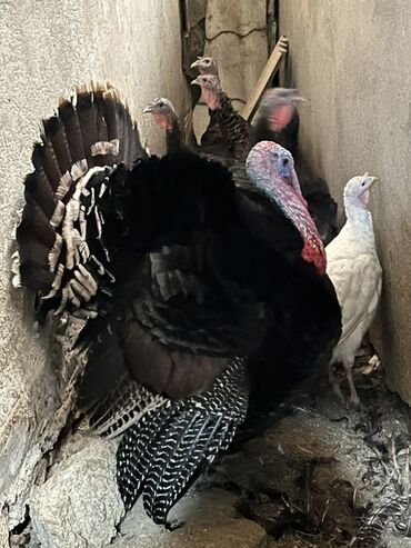 cins ineklerin qiymeti: Amerikan bronz sortu tam mayali ve kesimlik. 1kq- 10m real alicilara