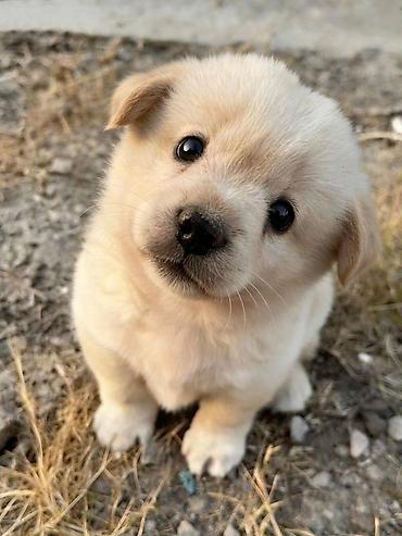 Собака даром: Мопс, 1 месяц, Самец, С родословной at lalafo.kg Собака даром: Мопс, 1 месяц, Самец, С родословной
