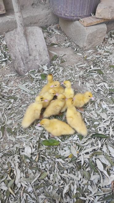 bakida cins ineklerin satisi: Dişi, | Lal ördək, Damazlıq, Ünvandan götürmə
