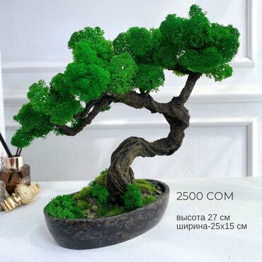 Декоративные цветы: Бонсай ручной работы из натурального стабилизированного мха от 1500 — 19