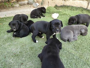 İtlər: 1 ay, Peyvəndli, Rayonlara çatdırılma, Ünvandan götürmə, Pulsuz çatdırılma — 14