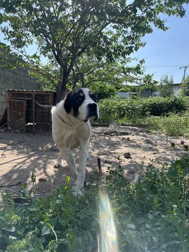 продажа собак в бишкеке: Алабай, 1 год, Самец