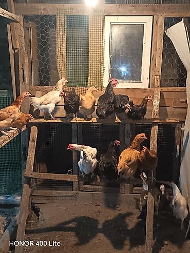 kənd heyvanları: Toyuq, Damazlıq — 2