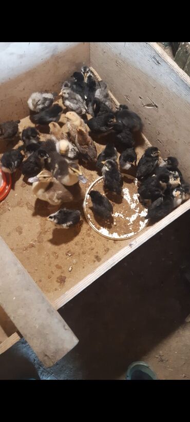 kənd cücəsi: Toyuq cücələri, Damazlıq