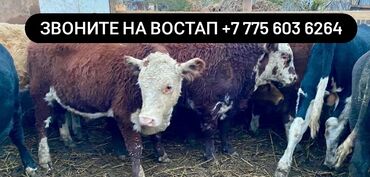 Коровы, быки: Продаю | Корова (самка), Бык (самец), Тёлка | Ангус, Герефорд, Голштин | На откорм, На забой, Для разведения | Племенные, Нетель