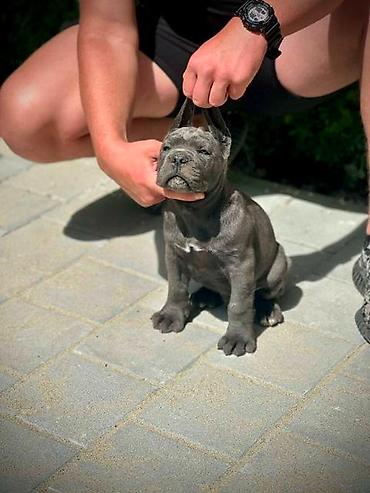 Psi: Cane Corso štenci Štenci Kane Korso stari 2 meseca na prodaju. U — 9