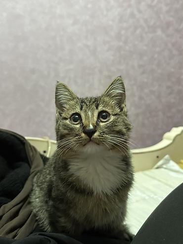 британские котята: Беспородная, 5 месяцев, Мальчик — 2