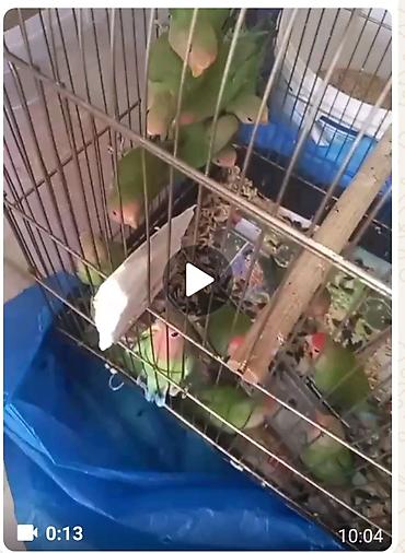 Sevimli tutuquşular – “lovebird” (agapornis) növü - Rəng: yaşıl