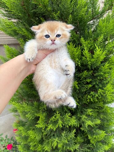 отдать котят в хорошие руки: Шотладская вислоухая
