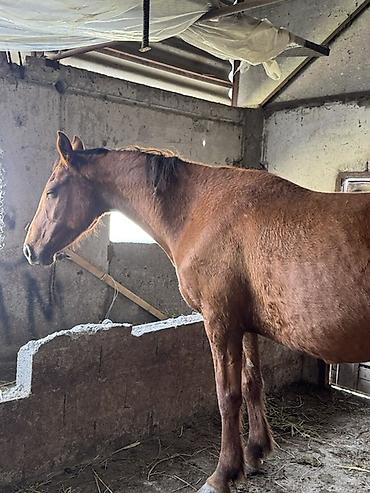Лошади, кони: Продаю | Кобыла (самка) | Для разведения — 3