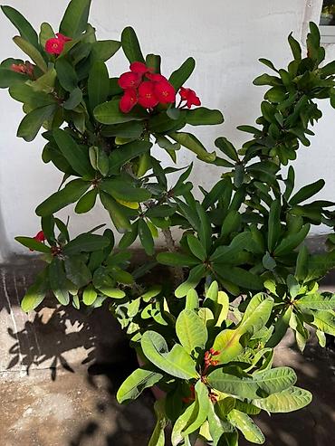 Молочаи: Молочай Миля (Euphorbia milii), крупный куст в горшке - — 1