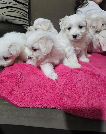 Psi: Na prodaju cistokrvni stenci maltezera. Ostenjeni 24.12.25. 4 zenkice — 12