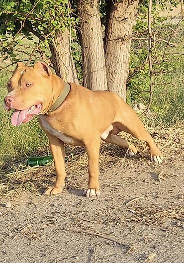 boyuk itlər: Pitbul, 1 il, Erkək, Peyvəndli, Ödənişli çatdırılma, Ünvandan götürmə — 3