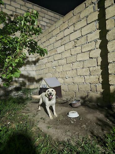 şirin it adları: Labrador-retriver, 2 il, Dişi, Ünvandan götürmə — 3