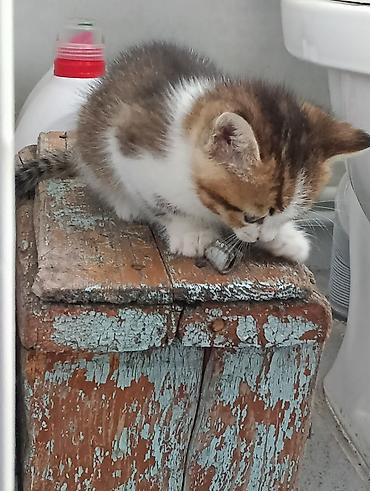 животные кошка: Котята, помет из нескольких малышей. - Окрас: тигровые (табби) и — 6