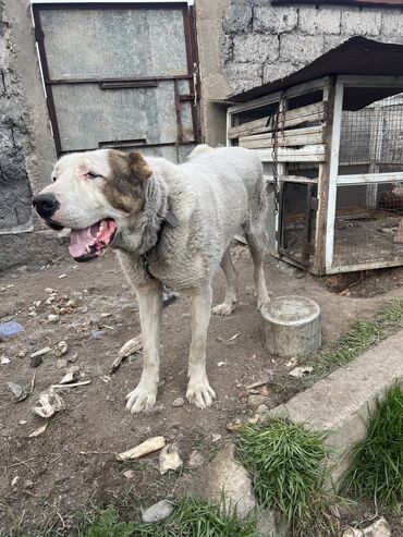 японские собаки: Продаю собаку Алабай кобель не открыт Возраст 1,4 вес 85кграст на