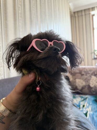 Xaltalar, qayışlar və tasmalar: Ürünün adı: İt üçün ürək formalı gün eynəyi Təsvir: - Kiçik və orta