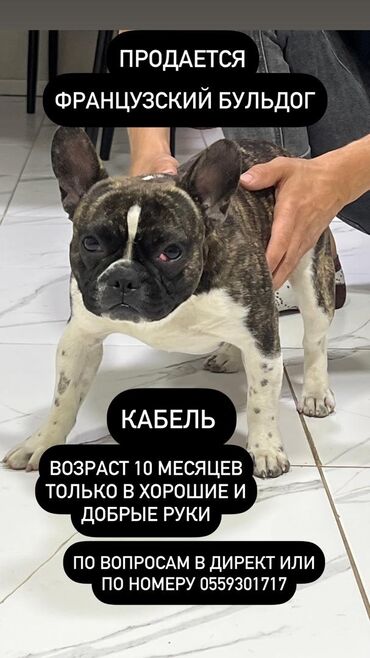 немецкая овчарка: Бульдог, 1 жаш, Эркек, Эмделген