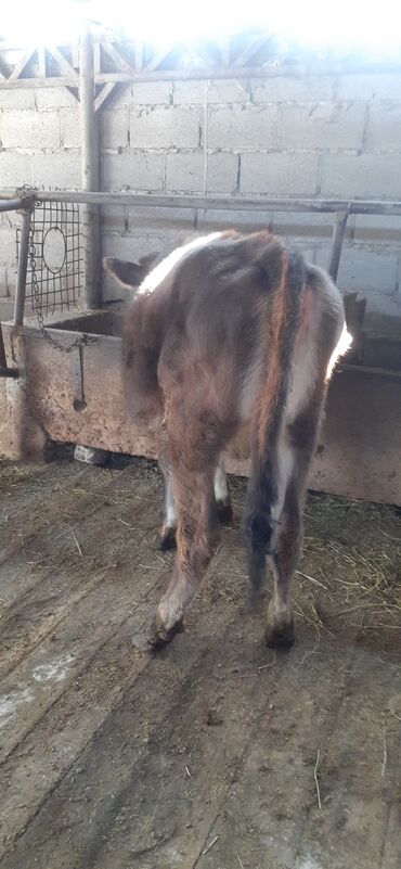 коза дойная: Сатам | Кунаажын | Бордоп семиртүү үчүн