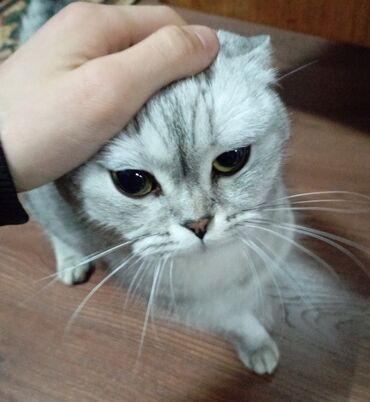 Отдам даром кошку: Кошка даром: Британская короткошёрстная, 2 года, Девочка, Кастрирована, Приучена к лотку, Проглистована
