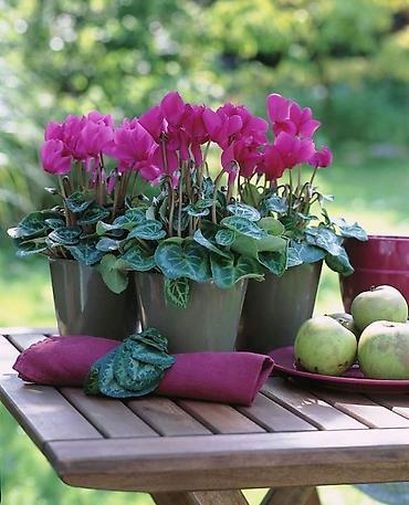 Фиалки и глоксинии: Продаю только оптом цветы из Узбекистана.глоксинии фикусы — 25