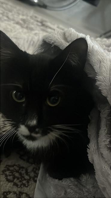 кошка шиншила: Кошка даром: Беспородная, 1 год, Мальчик, Приучена к лотку — 1