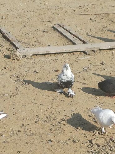 Göyərçinlər: Məhsul: Göyərçin sürüsü Təsvir: - Şəkillərdə müxtəlif rəng və — 11