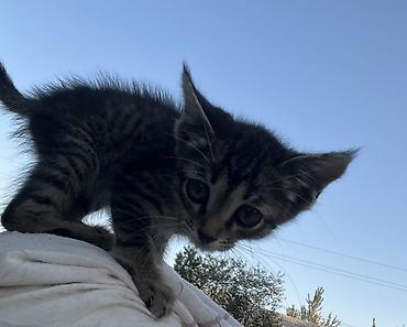 маленькие котята: Кошка даром: Беспородная, 3 месяца, Девочка, Приучена к лотку — 2