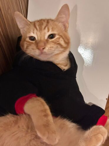 Pişiklər: Her biri pulsuz yaxsi ailelere sahiblendirilir. temiz ev piwikleridir — 6