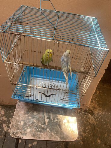 Qefes ile birlikde 2 eded valnisti papuqay cemi 20 manat
