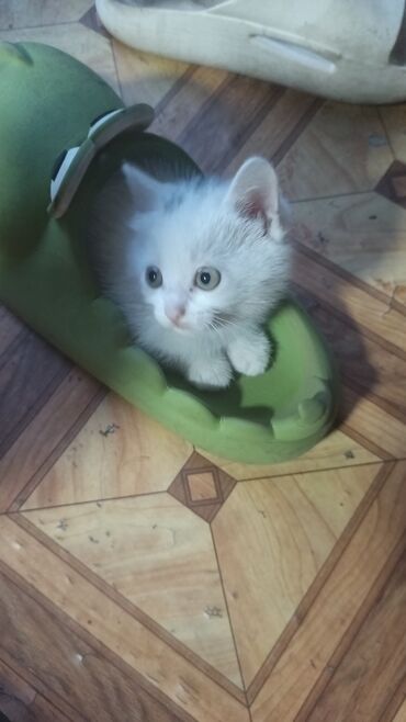 кошки ош: Кошка даром: Беспородная, 2 месяца, Девочка