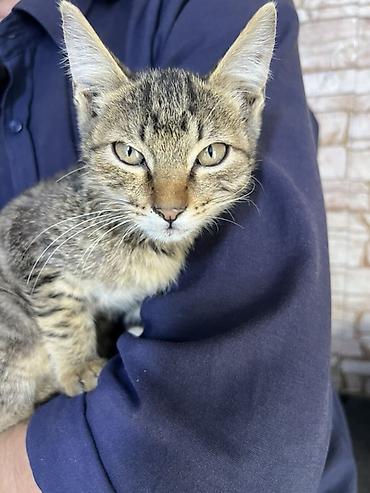 кошка пародистый: Полосатый котёнок, короткошёрстный табби. Особенности: - Окрас — 2
