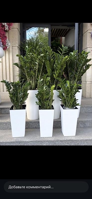 Комнатные растения: Замиокулькас (ZZ-plant) в высоких белых кашпо. - Эффектные — 1