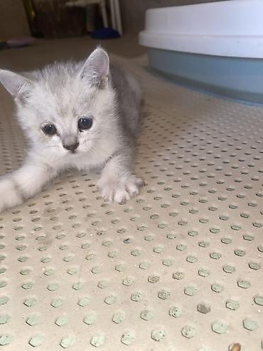 сфинкс котята купить: Котята серебристого окраса ( Скоттиш-страйт) с яркими голубыми — 2